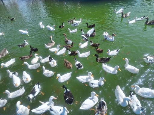 عکس باغ وحش اراک