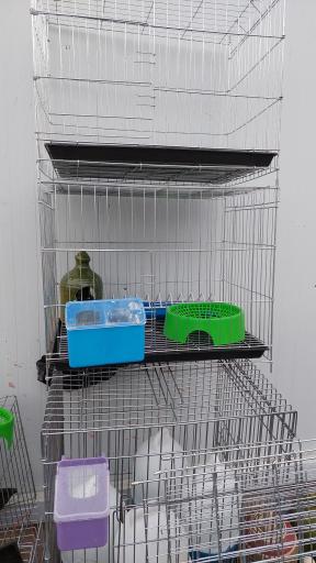 عکس پخش قفس و لوازم پرندگان سام