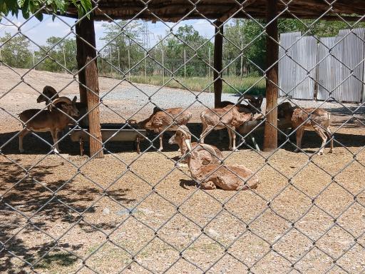 عکس باغ وحش اراک