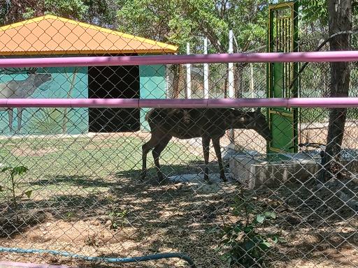 عکس باغ وحش اراک