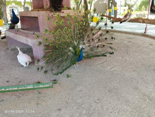 عکس باغ وحش اراک