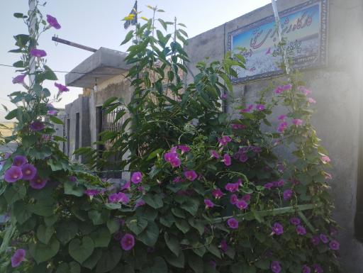 عکس رشته بری سنتی جانزاده اسفستان