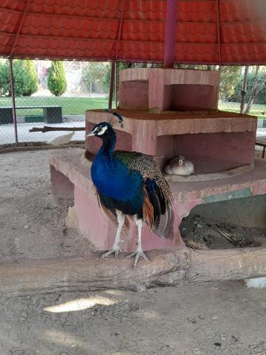 عکس باغ وحش اراک