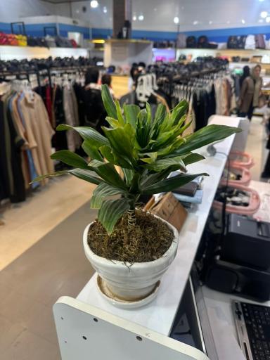 عکس فروشگاه تبریز شیک مرند