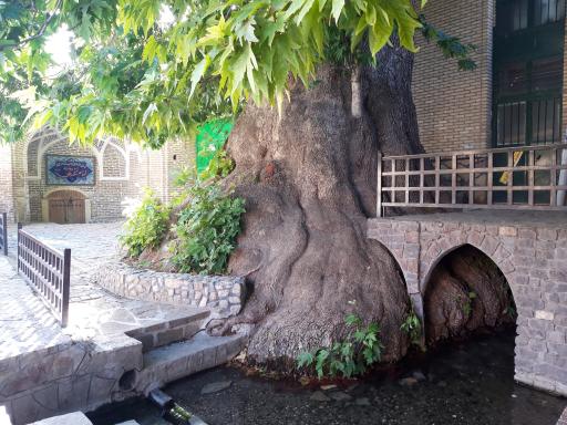 عکس چنار تاریخی تفرش