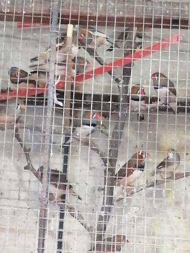 عکس پارک جنگلی کاجستان