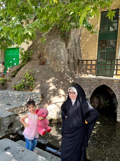 عکس چنار تاریخی تفرش