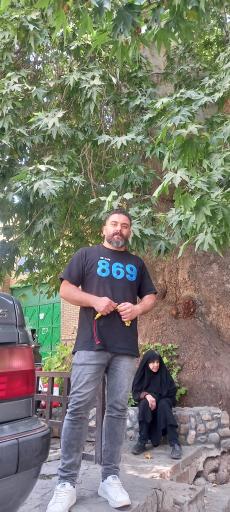 عکس چنار تاریخی تفرش