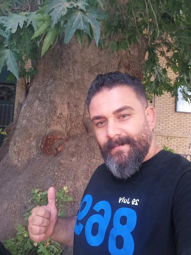 عکس چنار تاریخی تفرش