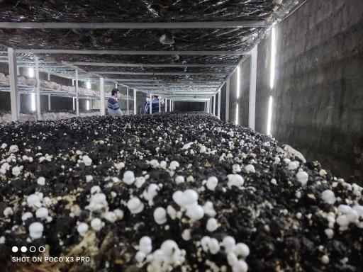 عکس پرورش قارچ صدف