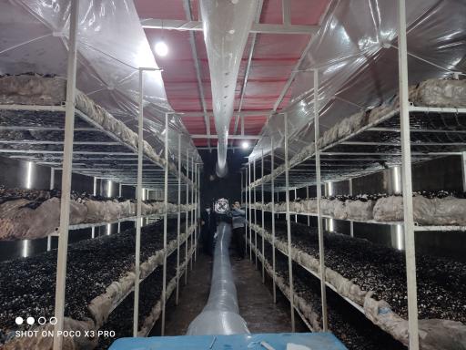 عکس پرورش قارچ صدف