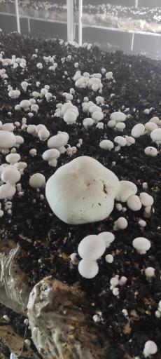 عکس پرورش قارچ صدف