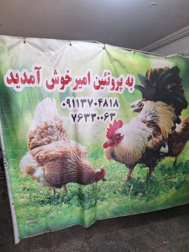 عکس پروتئین امیر 