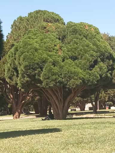 عکس پارک جنگلی کاجستان