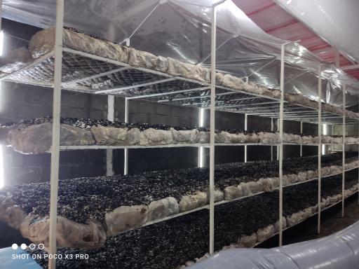 عکس پرورش قارچ صدف