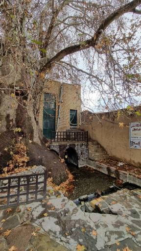 عکس چنار تاریخی تفرش