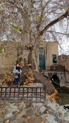 عکس چنار تاریخی تفرش