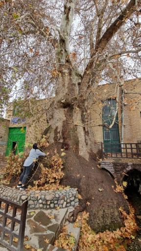 عکس چنار تاریخی تفرش