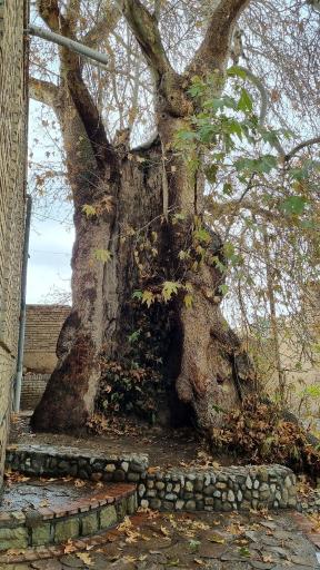 عکس چنار تاریخی تفرش