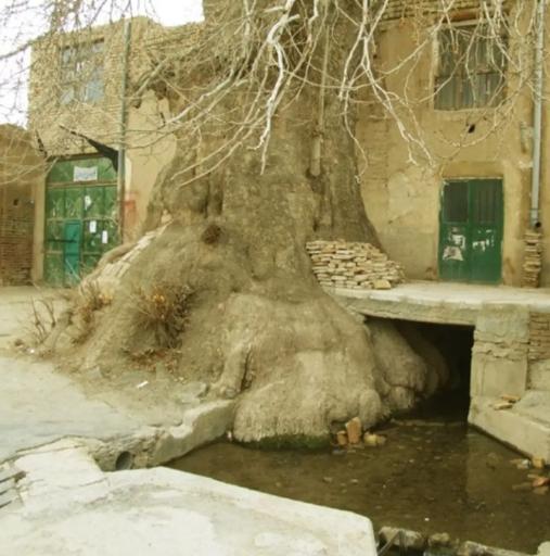 عکس چنار تاریخی تفرش