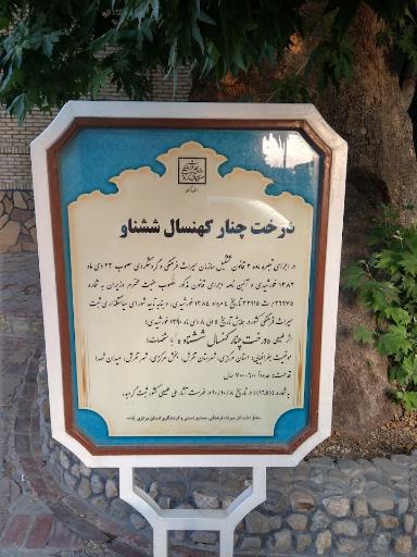 عکس چنار تاریخی تفرش