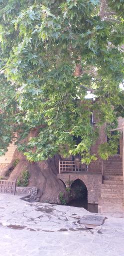 عکس چنار تاریخی تفرش