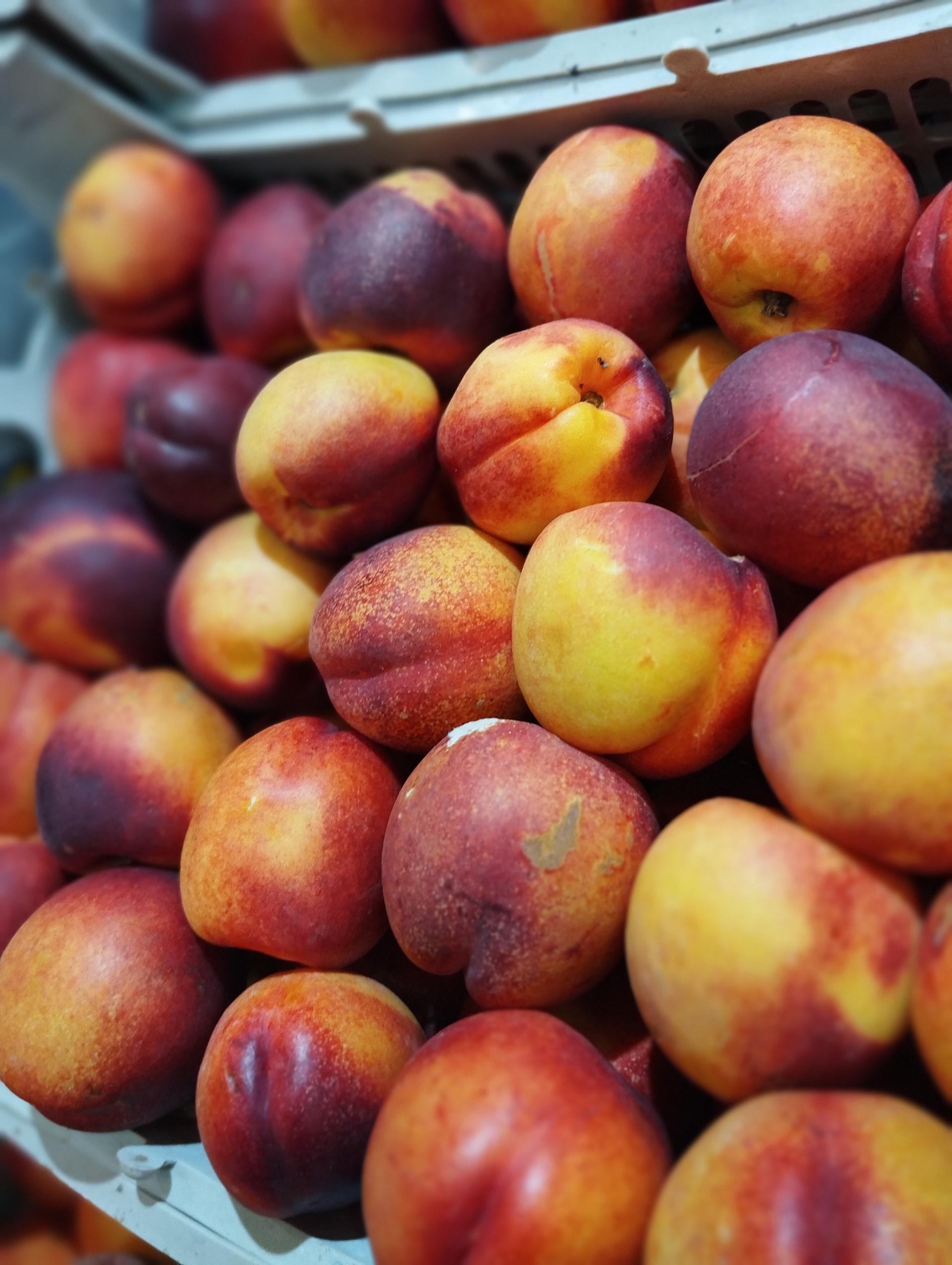 عکس سوپر میوه سی شب