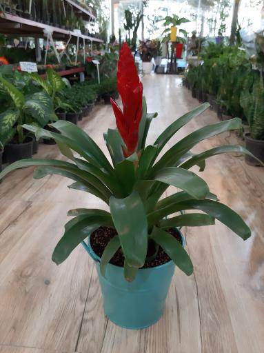 عکس گل و گیاه پردیسان