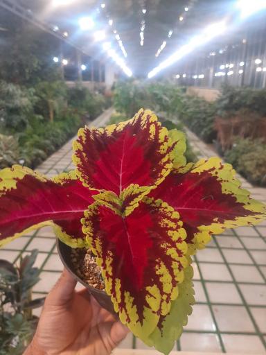 عکس گل و گیاه پردیسان