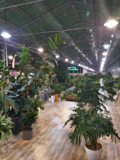 عکس گل و گیاه پردیسان