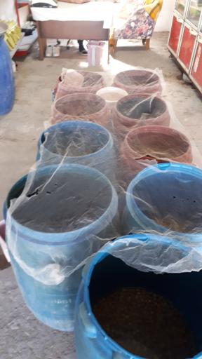 عکس زیتون سرا و سیرترشی سلمانی