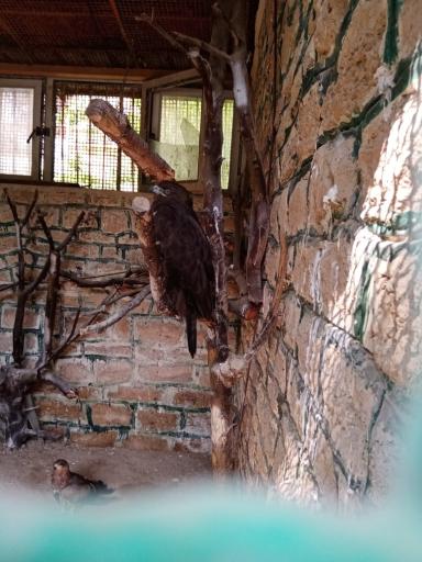 عکس پارک پرندگان