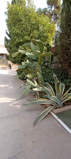 عکس سرای فیل