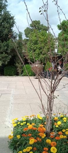 عکس سرای فیل