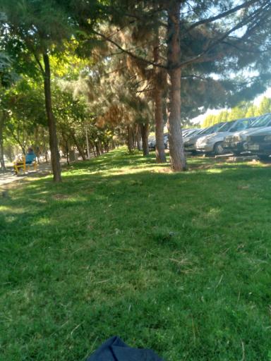 عکس بوستان خطی رز