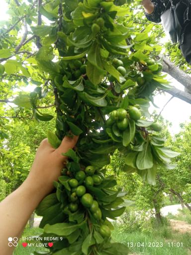 عکس پارک امیرکبیر