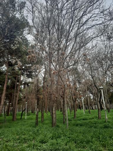 عکس بوستان جنگلی طرق