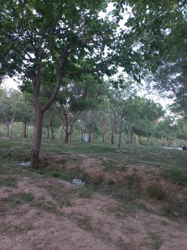 عکس بوستان جنگلی طرق