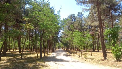 عکس بوستان جنگلی طرق