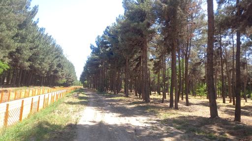 عکس بوستان جنگلی طرق