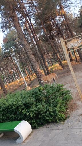 عکس بوستان جنگلی طرق