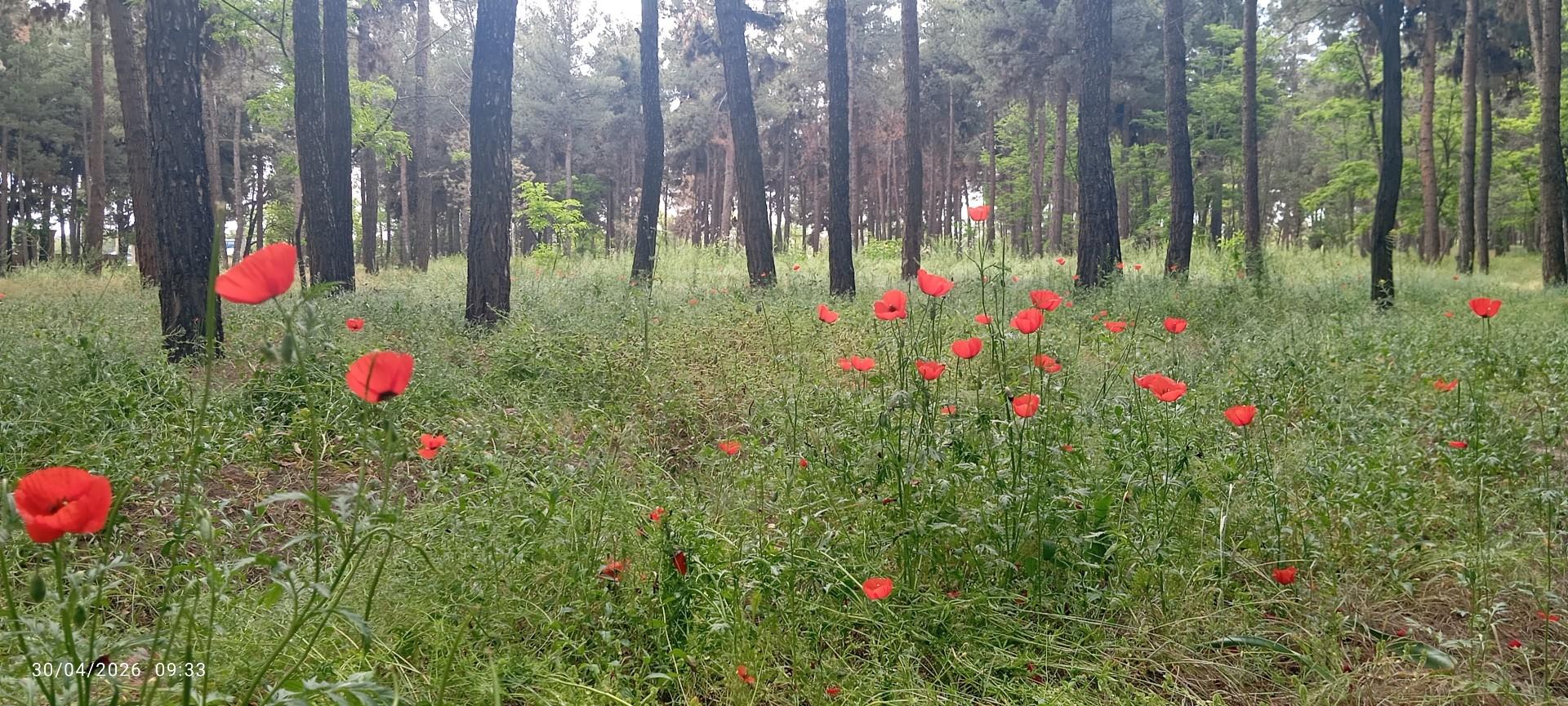 عکس بوستان جنگلی طرق