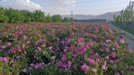 عکس مزرعه گردشگری آنی گل