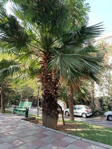 عکس پارک شمس تبریزی