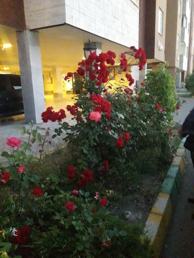 عکس مجتمع مسکونی آراراد