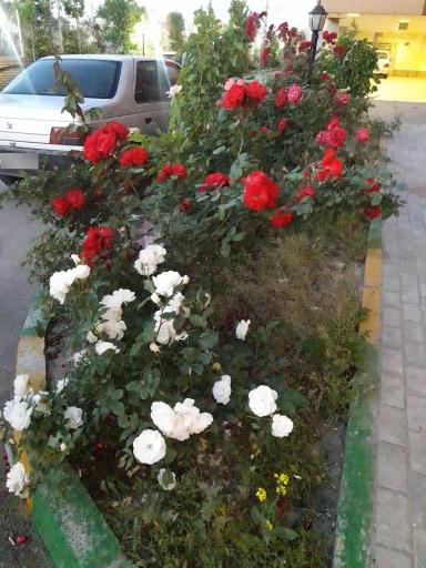 عکس مجتمع مسکونی آراراد