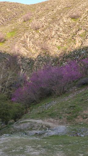 عکس برکه عمو محسن