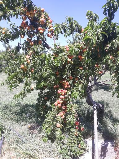 عکس هنرستان کشاورزی شهیدان کرمی مراغه