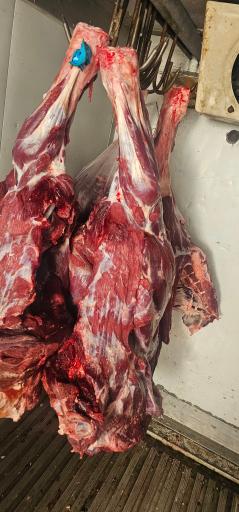 عکس نمایندگی مرغ سمین و مرغ ساوانا