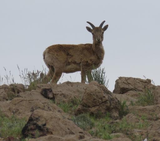 عکس قله سرخه حصار 